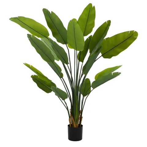 Strelitzia RT with Pot