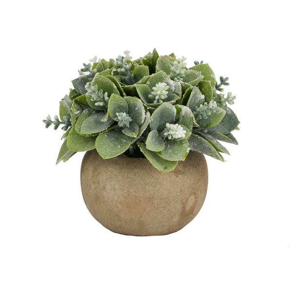 White Flowering Succulent Pot