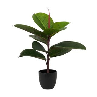 Rubber Tree Real Touch - Artificial