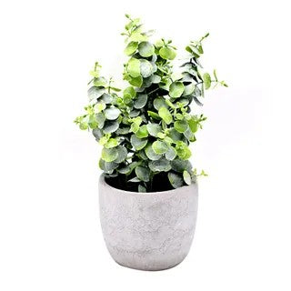 Eucalyptus Plant in Cement Pot - Artificial