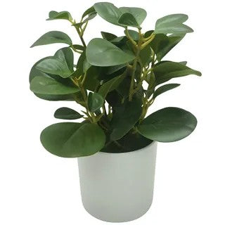 Peperomia Plant in Pot - Artificial