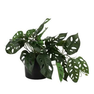 Monstera Adansonii Real Touch Plant with Pot