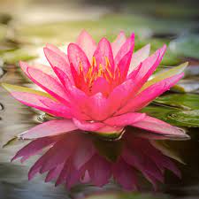 Lotus Flower Soy Wax Melts & Tealights