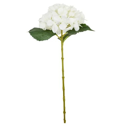 Hydrangea Stem