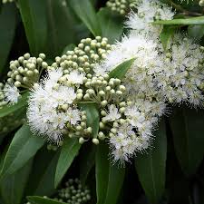 Lemon Myrtle Hanging Diffuser