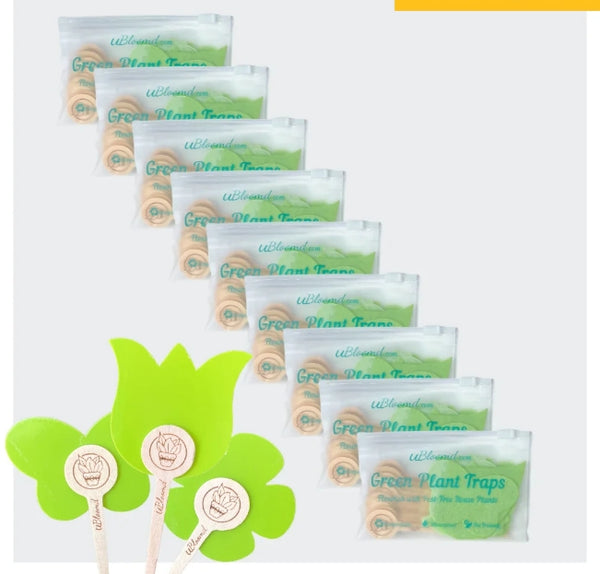 Green Sticky Gnat Traps Pack 10