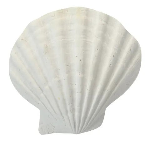 Fan Sea Resin Shell