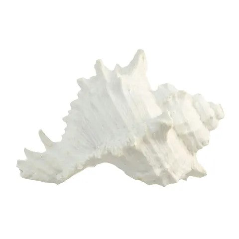 DECOR SEA SHELL