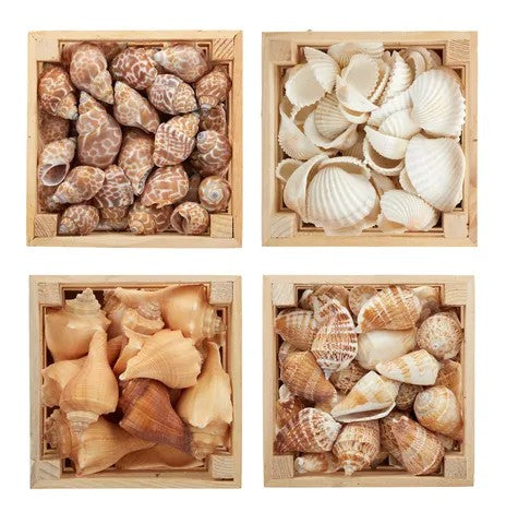 Sea Shells in Wood Box