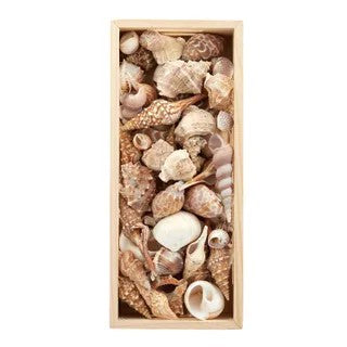 Sea Shells In wooden Box - Rectangle