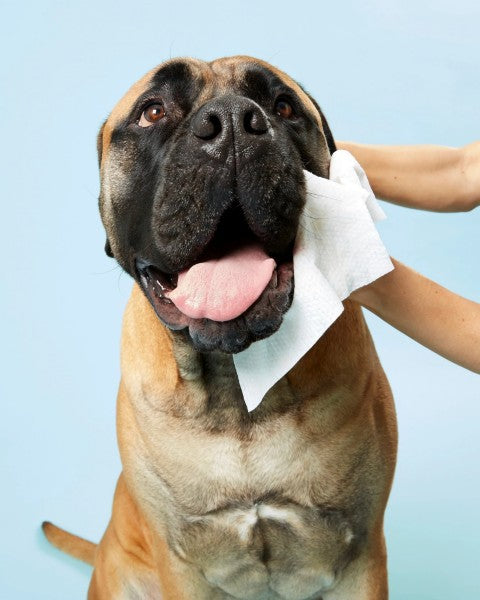 DOG Wipes By Dr Lisa