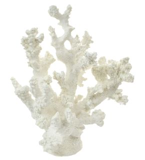 Coral - White Anenome Poly 20x17cm